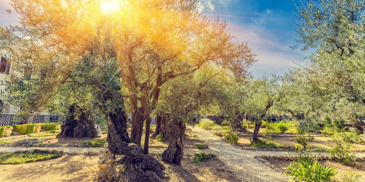 Grădina Ghetsimani